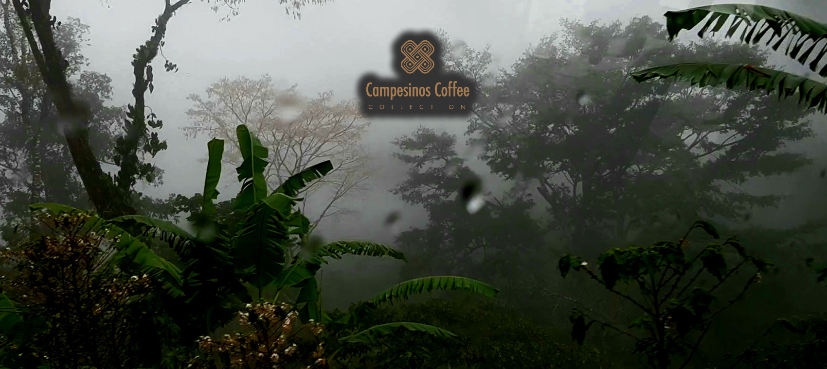 Campesinos coffee